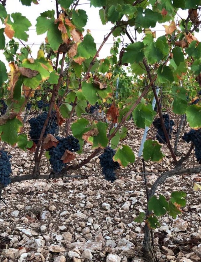 Vignes du domaine Tarra di Sognu sur le terroir calcaire de Bonifacio