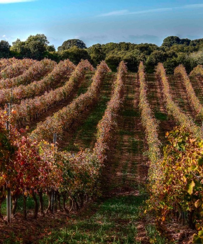 Cépages corses du Clos Canarelli dans les vignes en automne