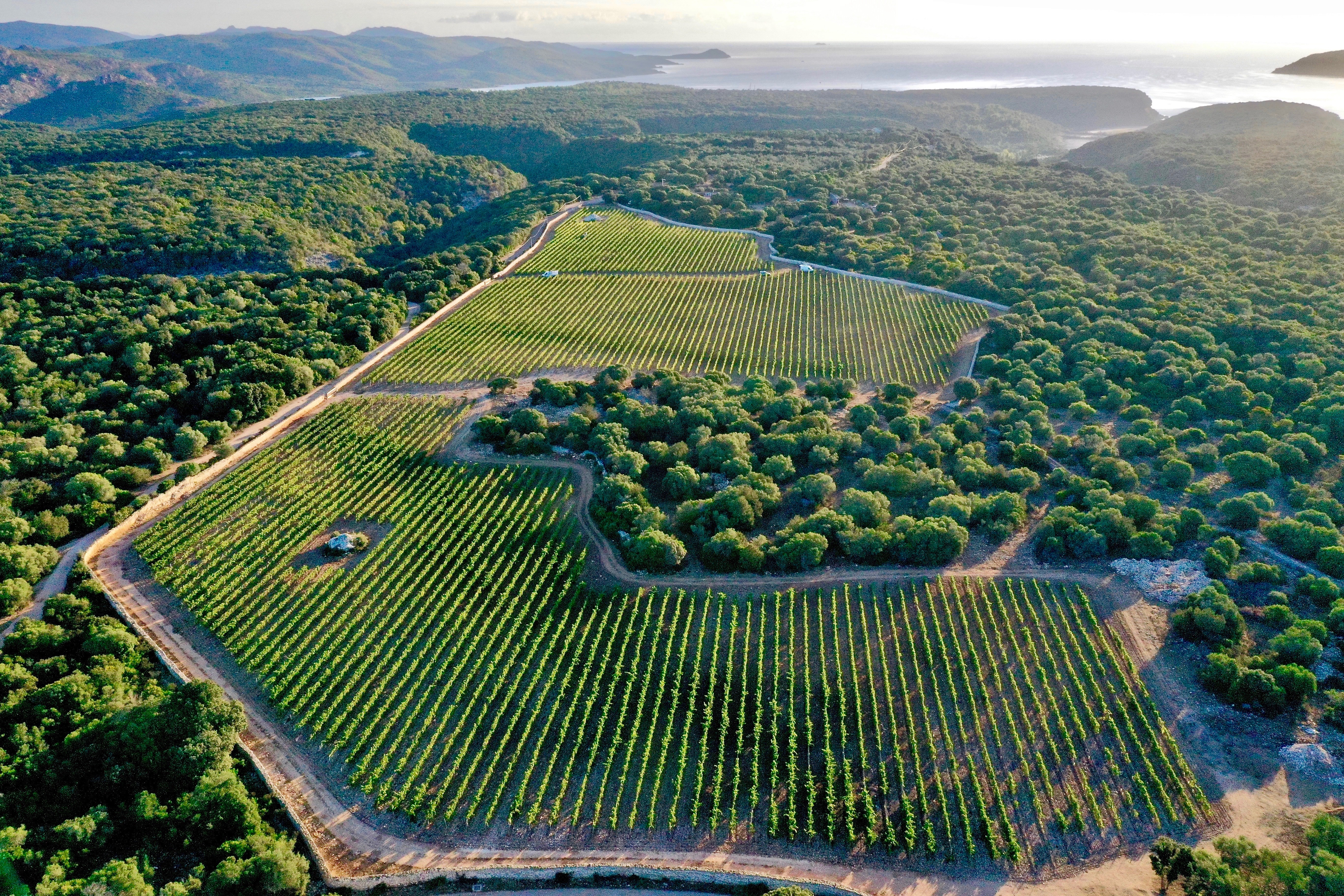 Domaine Tarra di Sognu entre Figari et Bonifacio en Corse-du-Sud