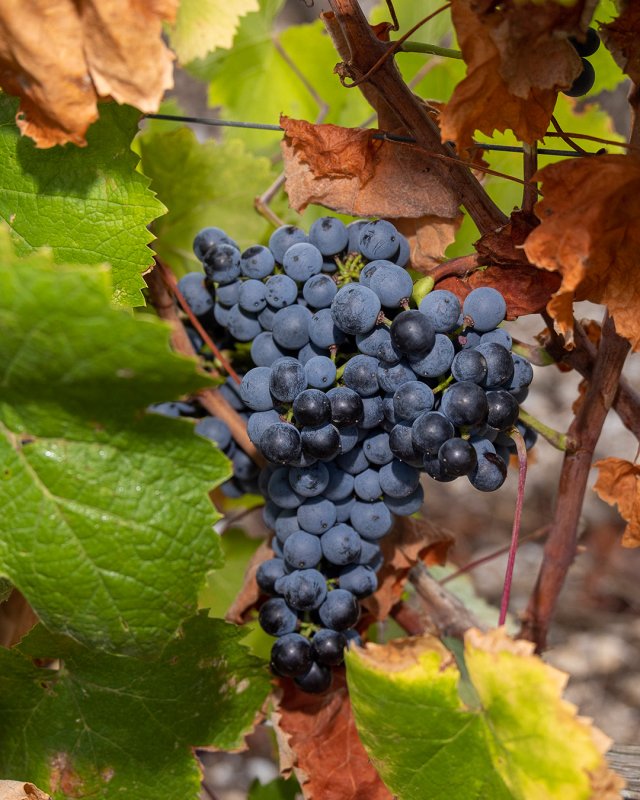 Vignoble du Clos Canarelli cultivé en biodynamie à Figari