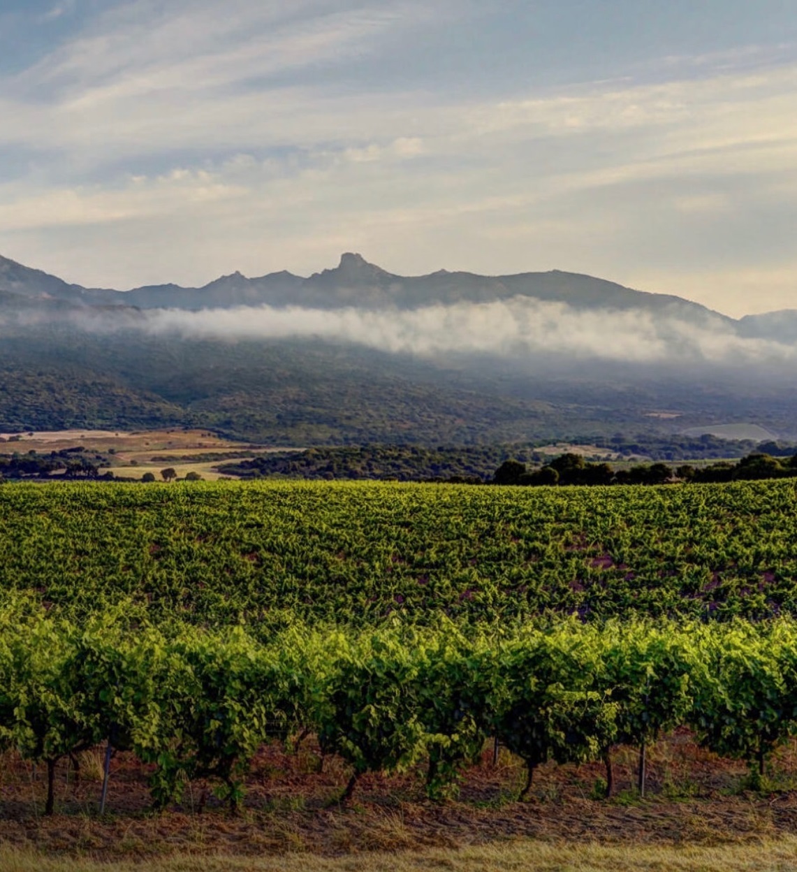 Vignoble du Clos Canarelli à Figari en Corse-du-Sud