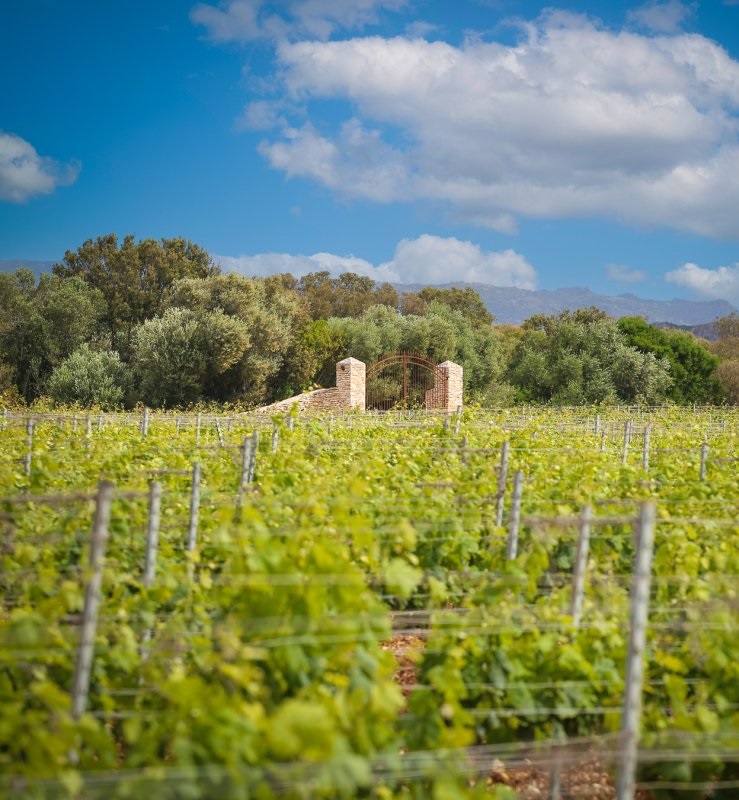 Vignoble du domaine Tarra di Sognu en Corse